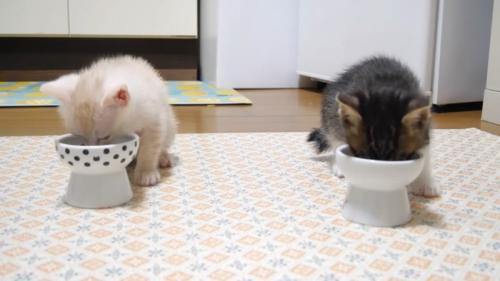ご飯