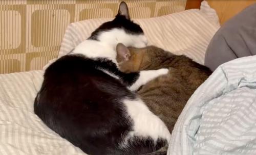 毛繕いする猫