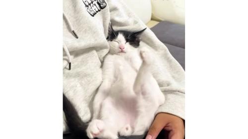 男性と寝ている猫