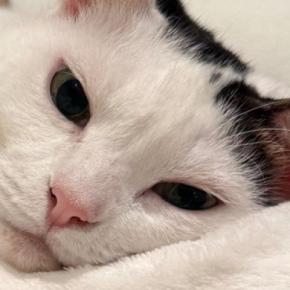 寝転がっている猫に『指を近づけた』結果…まるで充電をしてくれているような光景に1万いいね「しょうがないなぁ感」「私もお願いしたい」