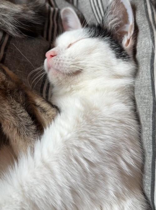 舌を戻す猫