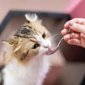 増え続ける「猫飼い人口」を背景に、コンビニが狙う「猫ちゃん商品」の消費拡大　台湾