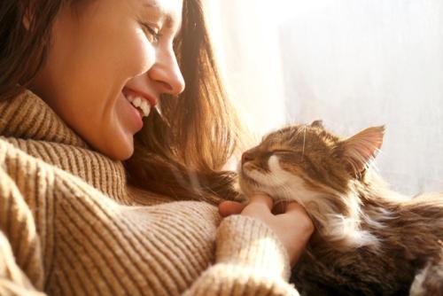 顔を撫でられる猫