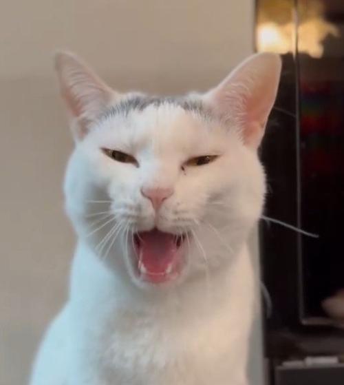 あくびする猫の顔アップ