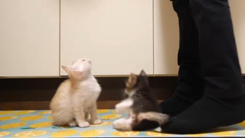 コケるそっくん
