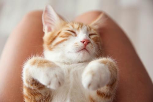 膝の上で眠る子猫