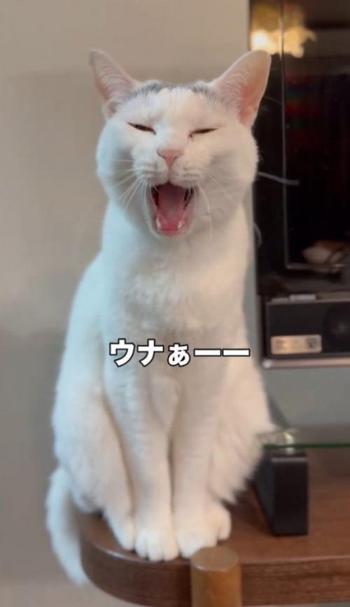 「ウナぁーー」と書かれた写真