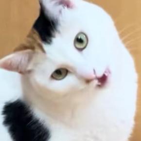 飼い主を見つめる三毛猫→次の瞬間…予想外の『かまってアピール』に「あざと可愛いにもほどがある」「何回でも見たいw」と1万いいね