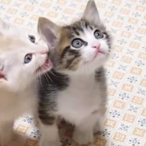 ご飯の準備に気づいた子猫たち→大きな声で鳴き始めて…悶絶必至の『全力アピール』が47万再生「カワイイの暴力」「た、たまらん」