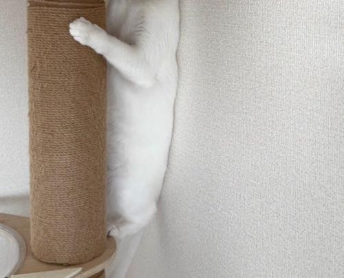 体は丸見え