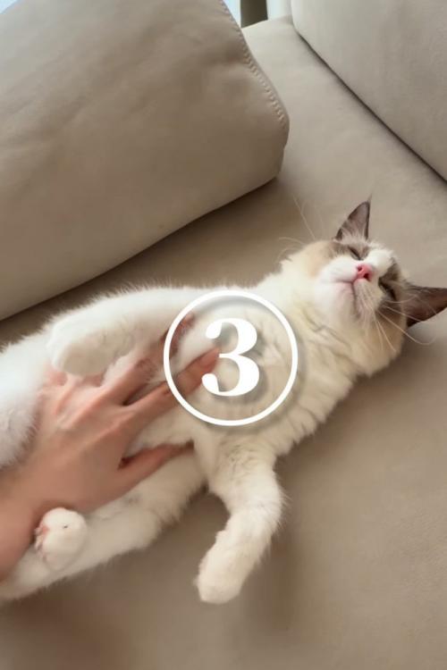 ソファーでお腹をなでられる猫