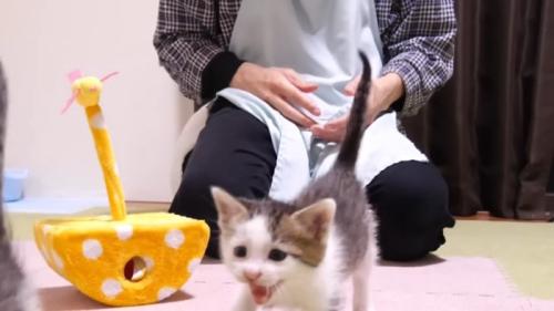 走ってくる姿