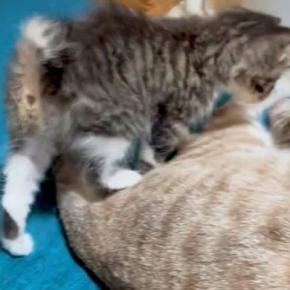 家族になったばかりの子猫→『先住猫』に近づくと…愛にあふれた『尊い光景』に2万6000いいね「癒しでしかない」「真ん中に入りたい」