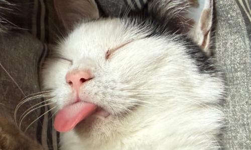 熟睡する猫