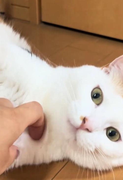 撫でられる猫