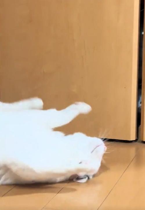 回転する猫