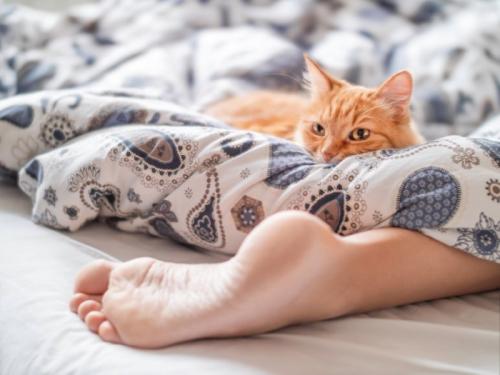 足元でくつろいでいる猫