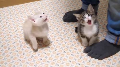 口を開けるふたり