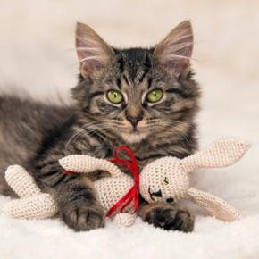 猫が『ぬいぐるみ』に対して思っている気持ち3選 どんな存在なの?見られる行動の意味とは