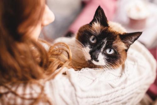 女性に抱かれる猫