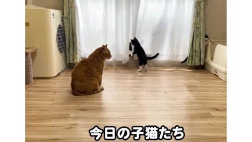 室内にいる猫
