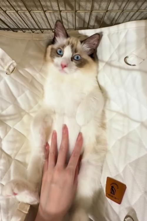 目をぱっちり開ける猫