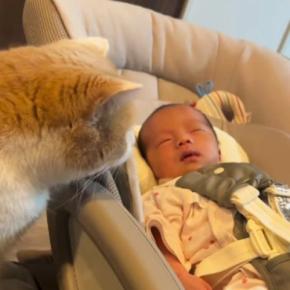 寝ている赤ちゃんに『そっと近づいた猫』→興味津々な様子で…微笑ましすぎる光景に「今後が楽しみだねぇ」「愛の深さが伝わる」の声