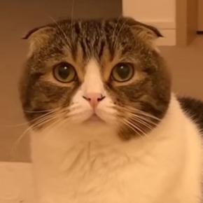不服そうにしていた猫→『どうしたの?』と聞いてみた結果…まさかの『わかりやすく拗ねる瞬間』が589万再生「人間と同じ」「可愛すぎ」