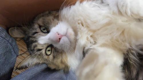 飼い主を期待するような眼差しで見つめる猫