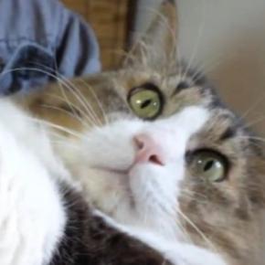 飼い主に抱っこされる元野良猫→お腹を撫でてあげると…驚きの光景が11万再生「何度も見てしまう」「暴れん坊だったなんて想像もできない」