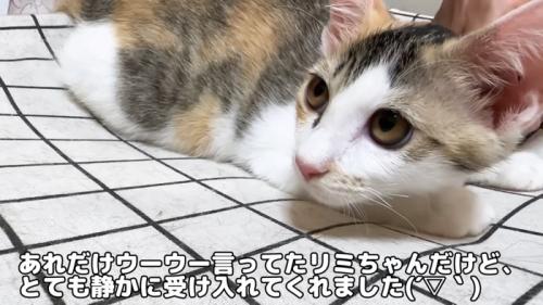 ハンモックに乗る子猫