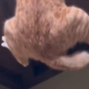 天井のカメラが気になる猫→頑張って登ろうとした結果…笑ってしまう展開が27万再生「猫も筋トレするのかとw」「可愛いにもほどがあるw」