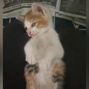 出会ってから4時間しか経っていないのに…保護子猫が見せた『尊すぎる行動』に2万いいね「信頼しきってるｗ」「保護してもらえてよかった」