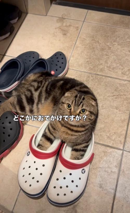 玄関にいる猫