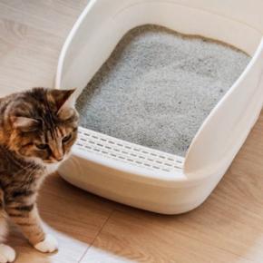 猫が『下痢』をしたときに疑うべき原因4つ　注意が必要な症状や受診の目安まで解説