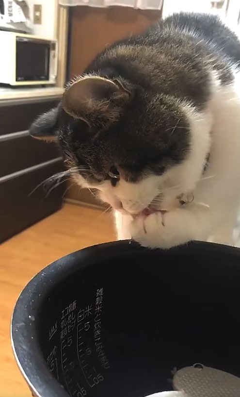 左前足を舐めている猫(ややアップ)