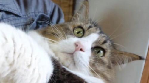 猫の顔のアップ