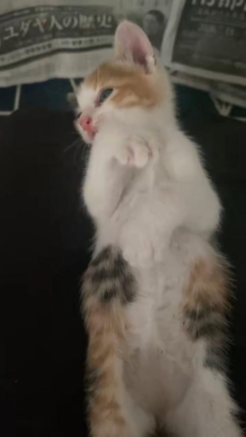 後ろに頭が下がっていく子猫