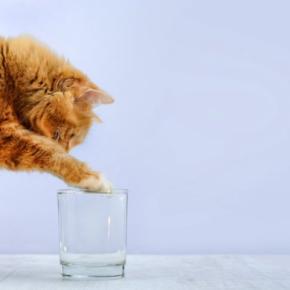 猫を喜ばせる『冷たい物』5選 暑い季節に効果的な活用法や注意点まで