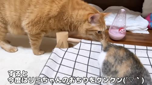 子猫のおしりのにおいを嗅ぐ成猫