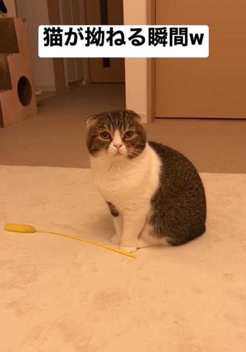 不満そうな猫