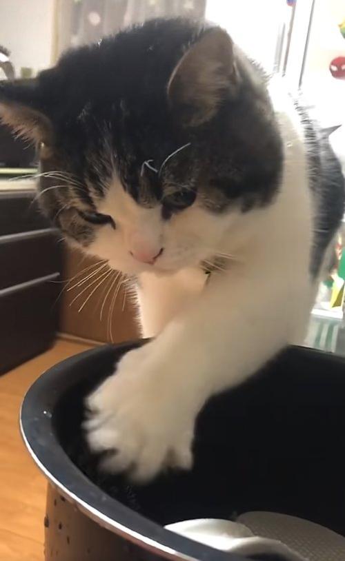 左前足を開きながら炊飯器の釜の中に入れている猫
