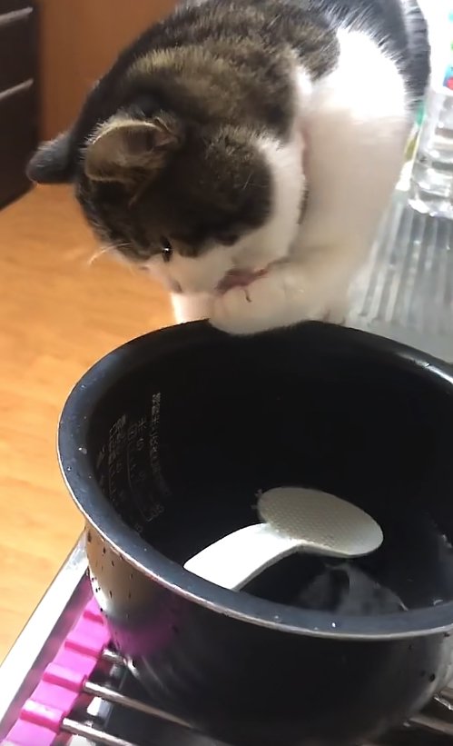左前足を舐めている猫(ややひき)