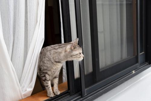 外に出ようとする猫