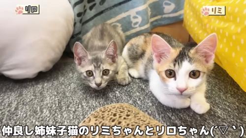 2匹の子猫