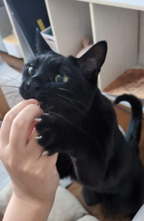 指を舐める猫