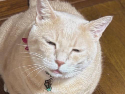 目を細めている猫の表情のアップ