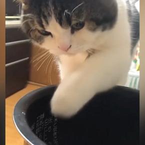 炊飯器の釜に入っている水を飲もうとした猫…まさかの『おてての動き』が可愛すぎると147万再生「疲れが癒された」「何回も見てしまった」