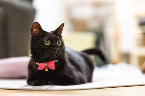 リボンをつけた黒猫