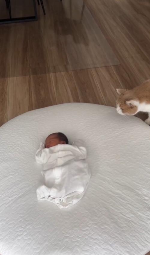 右から見つめる猫